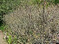 Salix delnortensis