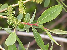 Salix eriocephala var. watsonii (4017950457) .jpg