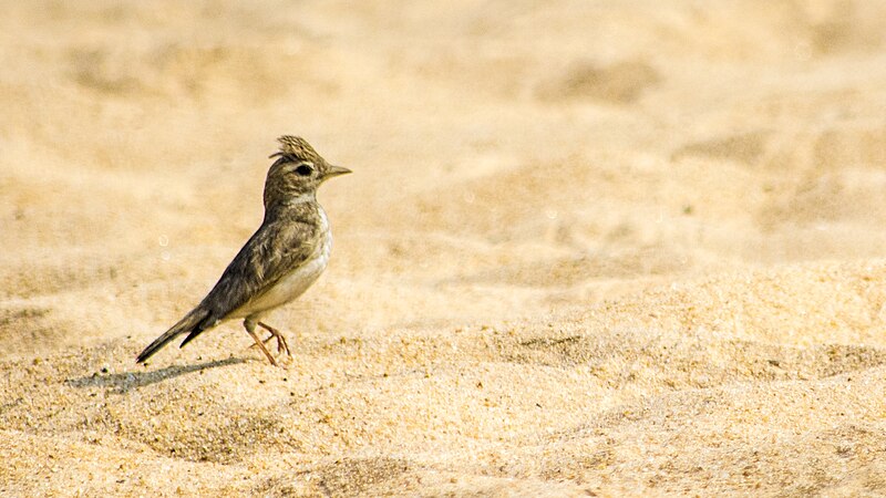 File:Sand Lark adult.jpg