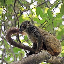 Sanford coklat lemur (Eulemur sanfordi) female.jpg