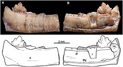 Santacruzgnathus abdalai.jpg