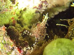 Une crevette marbrée (Saron inermis femelle)