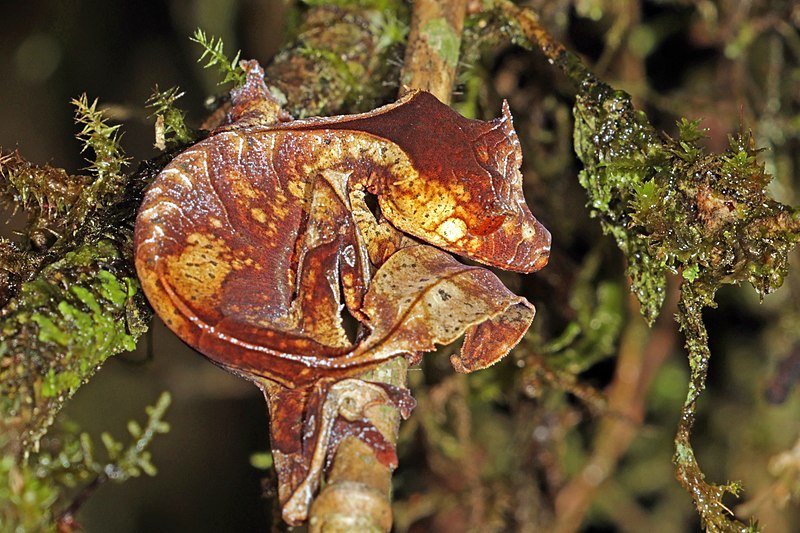 File:Satanic leaf-tailed gecko (Uroplatus phantasticus) Ranomafana 1.jpg