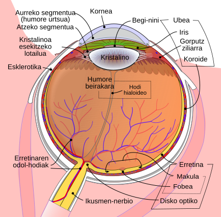 File:Schematic diagram of the human eye in basque.svg