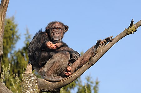 Pan troglodytes (Common Chimpanzee)