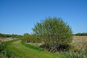 Schleswig-Holstein, Nordhastedt, Fieler Moor NIK 0549.JPG