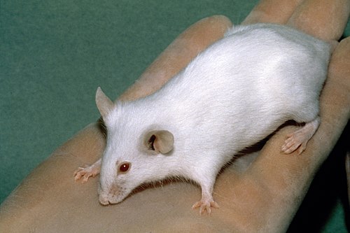 An albino SCID laboratory mouse