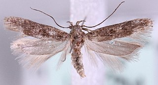 <i>Scrobipalpa salinella</i> Species of moth