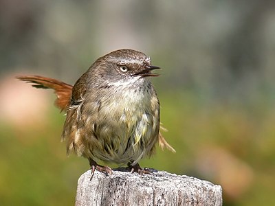 ♀ Sericornis frontalis (White-browed Scrubwren)