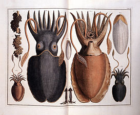Engravings by the Dutch zoologist Albertus Seba, 1665–1736