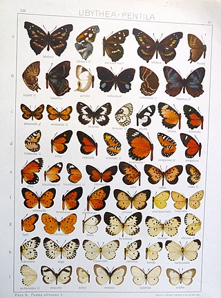 <i>Abisara talantus</i> Species of butterfly