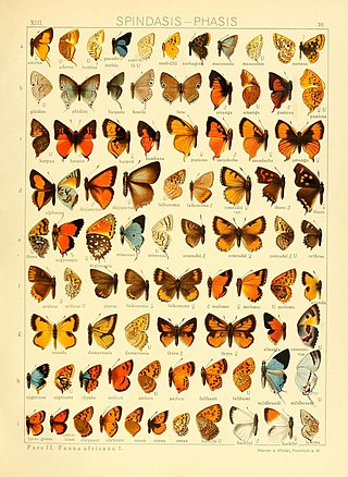 <i>Chrysoritis lycegenes</i> Species of butterfly