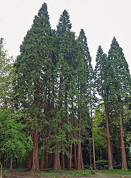 Giant sequoias in the Sequoia Farm Sequoiafarm Sequoiadendron giganteum.jpg