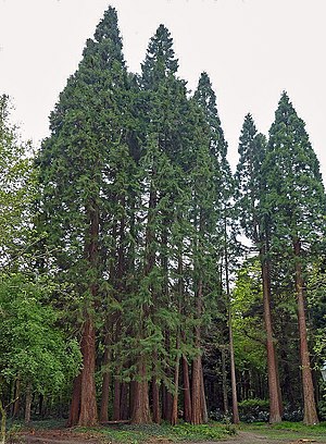 Sequoiadendron giganteum