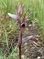 Serapias strictiflora France - Var Plaine des Maures