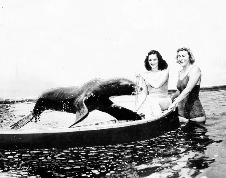 File:Sharkey the seal performing at Steel Pier 1941.JPG