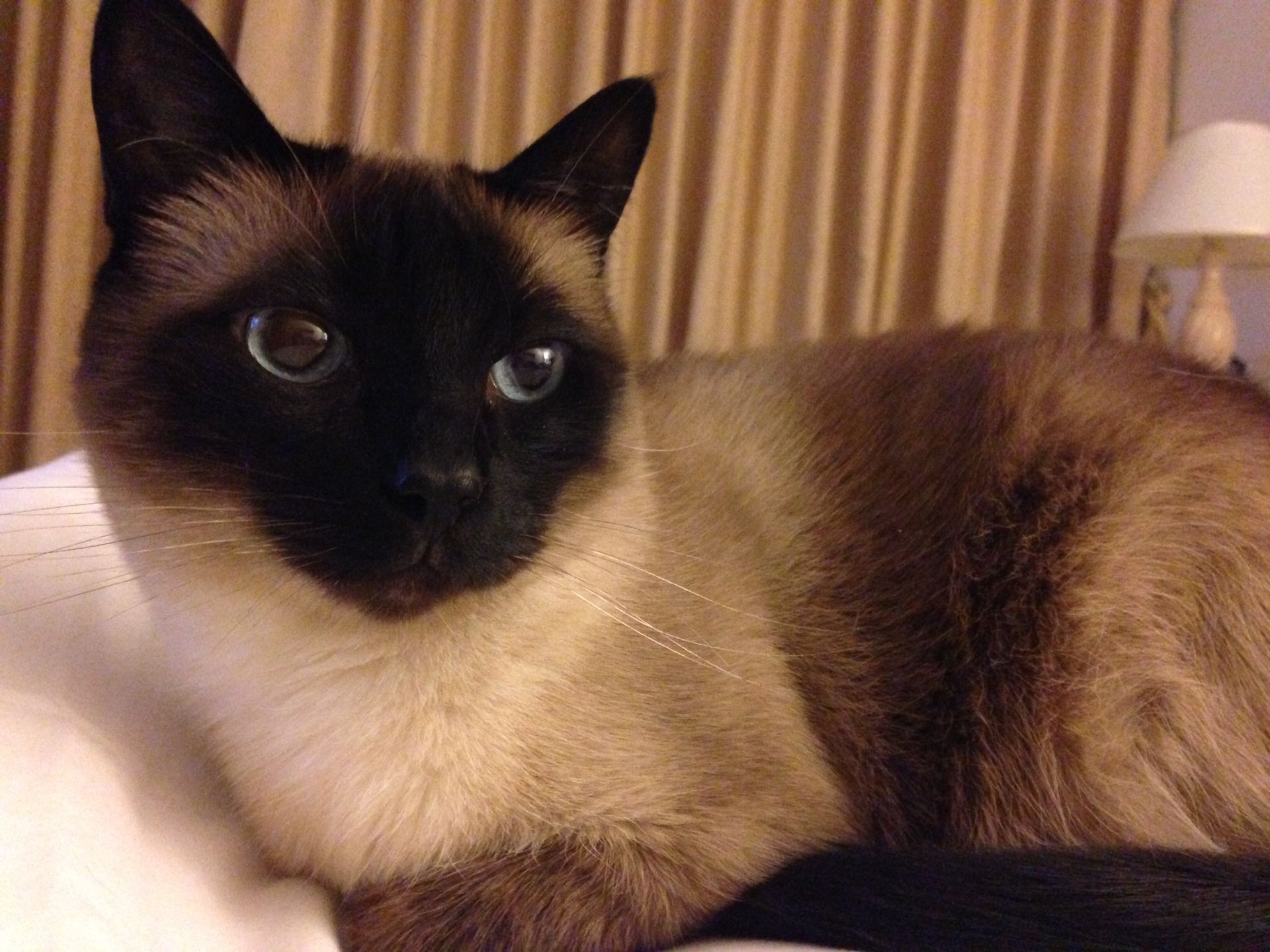 Download Siamese cat - Wikipedia