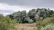 Thumbnail for File:Silberpappeln, auf der Insel Schiermonnikoog.jpg