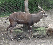 Sitatunga Tragelaphus spekii gratus RB1.jpg