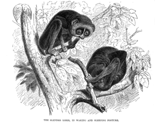 Lorisidae family of mammals