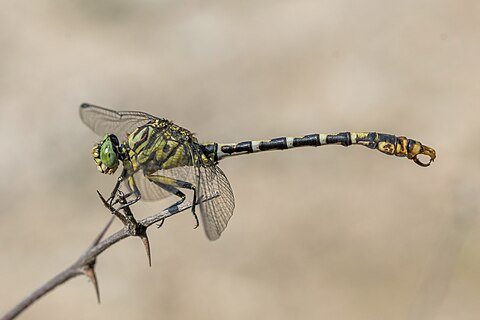 Small pincertail (Onychogomphus forcipatus) male