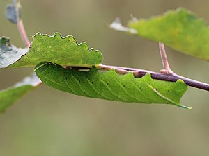 Smerinthus ocellatus 01.JPG