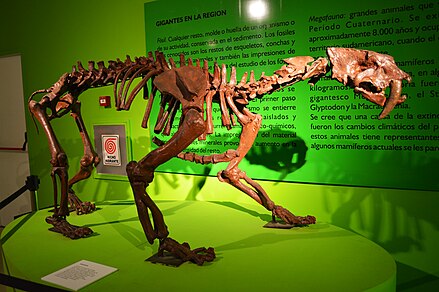 Squelette de Smilodon - Museo de Ciencias Antropológicas y Naturales Emilio y Duncan Wagner.