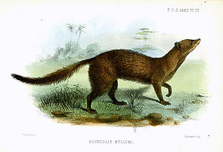 Mellers mongoose Species of mongoose from Africa
