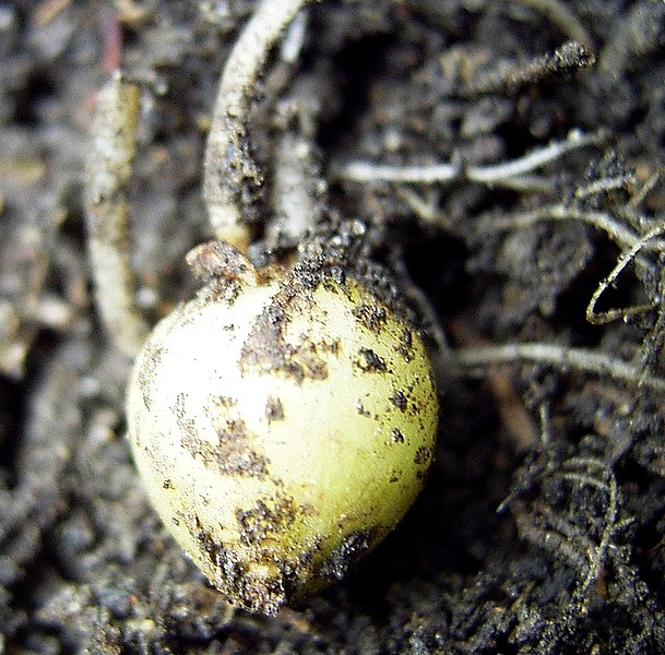 Lêer:SolanumTuberosumYoungTuber.jpg