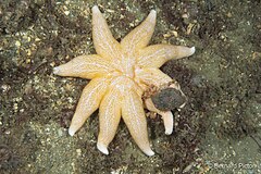 File:Solaster endeca 27006022.jpg (Category:Solaster endeca)