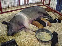 Hampshire (race porcine)