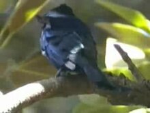 Fichier: Spangled Drongo rushck.ogv