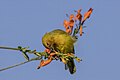 * Nomination Spectacled weaver (Ploceus ocularis ocularis) male --Charlesjsharp 13:12, 28 May 2024 (UTC) * Promotion  Support Good quality. --Ermell 14:43, 28 May 2024 (UTC)