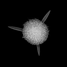 Spongotrochus rhabdostylus Ehrenberg - 160x - Radiolarian (30981567494).jpg