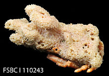 Spongy Decorator Crab (11713749685).jpg