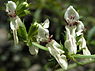 Bergandoorn (Stachys recta)