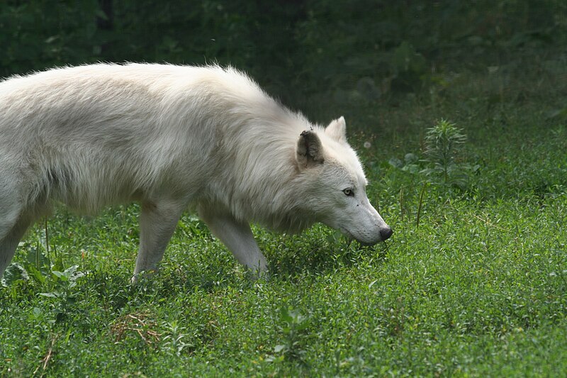 File:Stalking Arctic Wolf.jpg