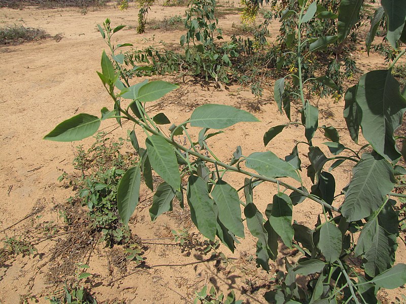 File:Starr-130422-4132-Nicotiana glauca-leaves-Kahului-Maui (24842596919).jpg