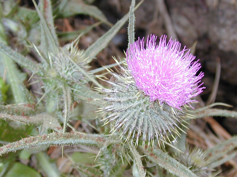 File:Starr 021126-0056 Cirsium vulgare.jpg