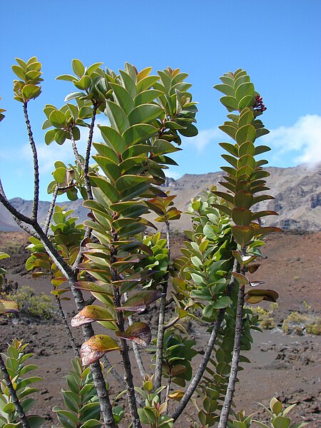 File:Starr 081014-0144 Santalum haleakalae.jpg