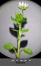 Stellaria ruderalis sl18.jpg
