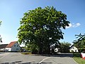 Stieleiche (Quercus robur)