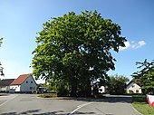 English oak (Quercus robur)