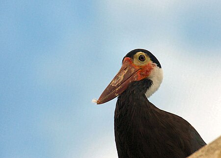 Storms stork miami metrozoo.jpg