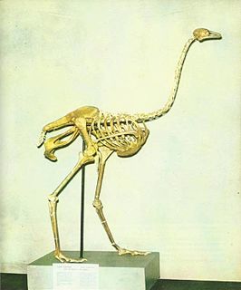 Asian ostrich species of bird (fossil)