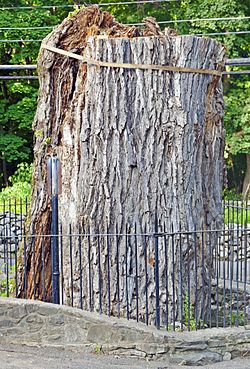 Balmville Tree Stump, тамыз 2015.jpg
