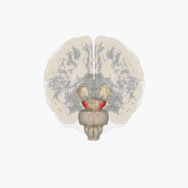 Расположение чёрной субстанции в головном мозге человека, показана красным цветом.