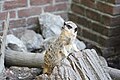 English: A meerkat perched on a piece of wood at Lille Zoo (North, France) Français : Un suricate juché sur un morceau de bois au Zoo de Lille (Nord, France)