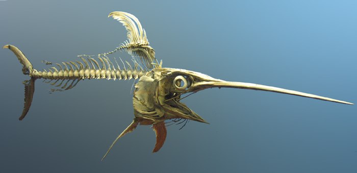 Swordfish skeleton at the National Museum of Natural History, Washington, DC