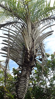 <i>Syagrus coronata</i> Species of palm